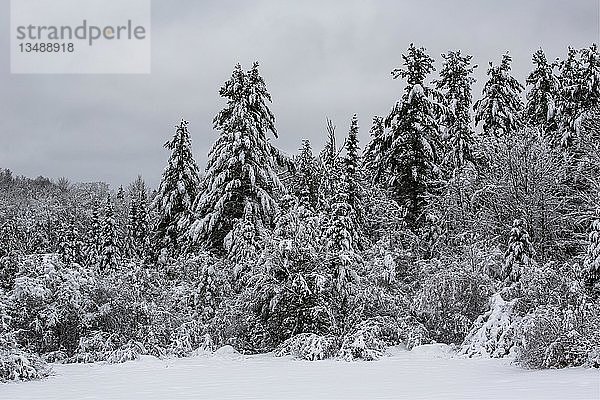 Schneebedeckter Wald an einem bewölkten Wintertag  Quebec  Kanada  Nordamerika