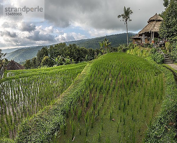 Reisterrassen in Munduk  Buleleng  Bali  Indonesien  Asien