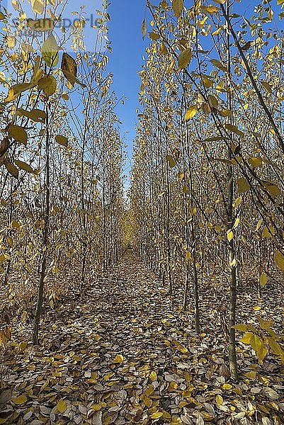 Baumschule  Kurzumtriebsplantage  Pappelplantage (Populus) im Herbstlaub  Franken  Bayern  Deutschland  Europa