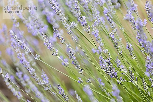 Lavendel (Lavandula) in einem Feld  Frankreich  Europa
