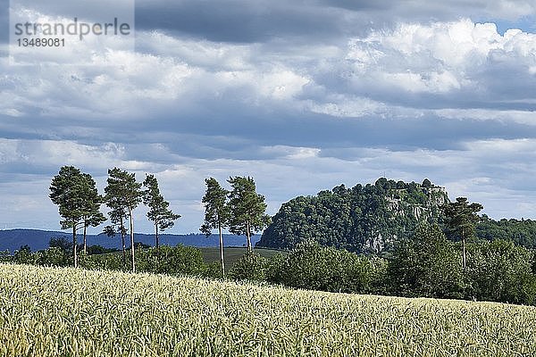 Blick auf eine Weizenblume (Triticum)  dahinter der Hegau-Vulkan Hohentwiel  Landkreis Konstanz  Baden-WÃ¼rttemberg  Deutschland  Europa