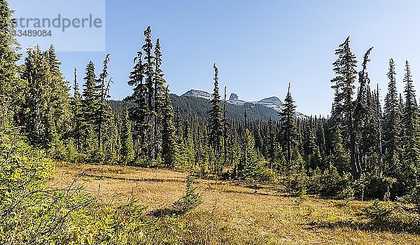 Wald und Berge  Panorama Ridge Wanderweg  Garibaldi Provincial Park  British Columbia  Kanada  Nordamerika