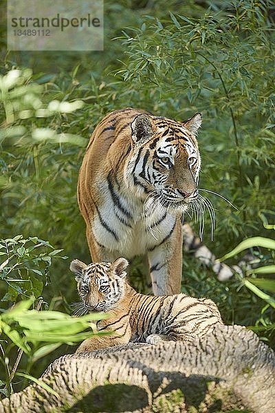Sibirischer Tiger (Panthera tigris altaica)  Muttertier mit Jungen  in Gefangenschaft  Deutschland