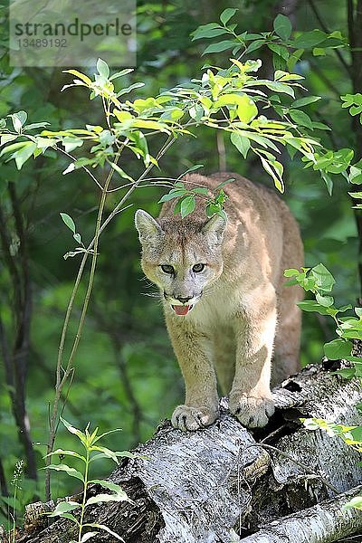 Puma (Puma concolor)  erwachsen  stehend auf einem Felsen  Pine County  Minnesota  USA  Nordamerika