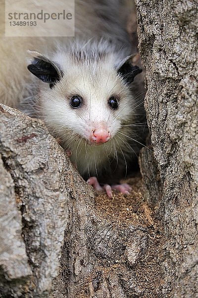 Virginia Opossum (Didelphis virginiana)  Jungtier schaut aus Baumloch  Tierportrait  Pine County  Minnesota  USA  Nordamerika