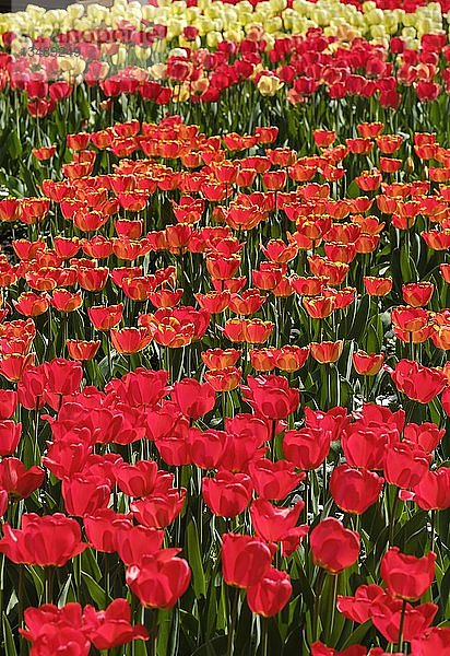 Blühende Tulpen  Botanischer Garten  Augsburg  Schwaben  Bayern  Deutschland  Europa