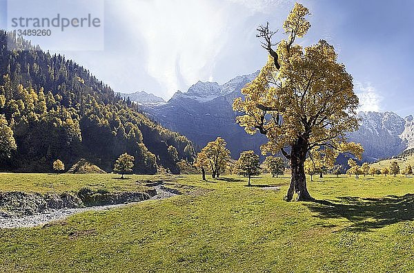 Leuchtend herbstlicher Ahornbaum  schneebedeckte Berge  Bachbett  Großer Ahornboden  Karwendel  Österreich  Europa