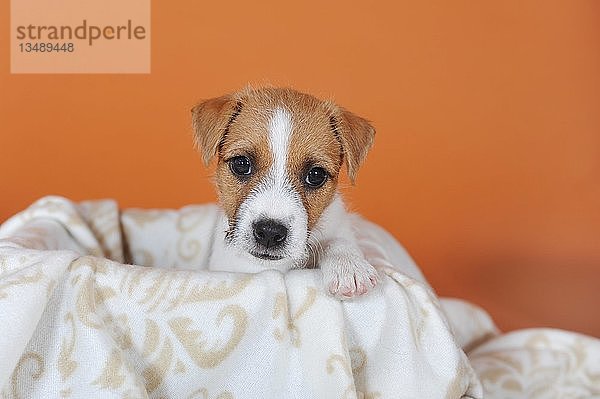 Parson Russell Terrier  braun weiß  Welpe 7 Wochen  Tierportrait  Österreich  Europa