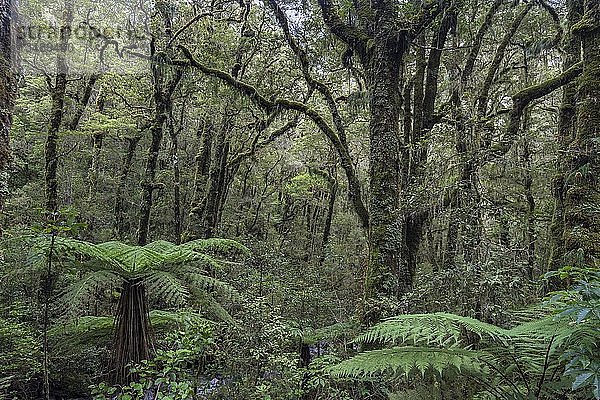Neuseeländischer Regenwald  Baumfarne (Cyatheales)  Fiordland National Park  Southland  Neuseeland  Ozeanien