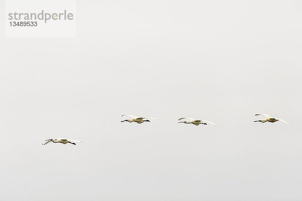 Löffler (Platalea leucorodia) im Flug  Texel  Westfriesische Inseln  Provinz Nordholland  Holland  Niederlande