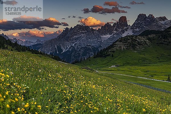 Gelbe Blumenwiese vor Bergpanorama mit Kristallo-Massiv  Hahnenfuß (Ranunculus)  Plätzwiese  Fanes-Nationalpark  Toblach  Dolomiten  Italien  Europa