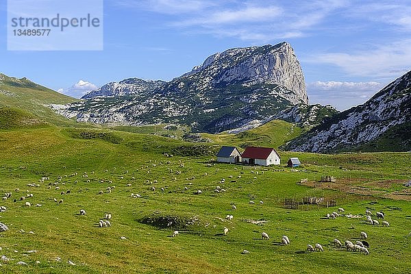 Alm Sarban und Berg Boljska Greda  Durmitor-Massiv  Durmitor-Nationalpark  Provinz Savnik  Montenegro  Europa