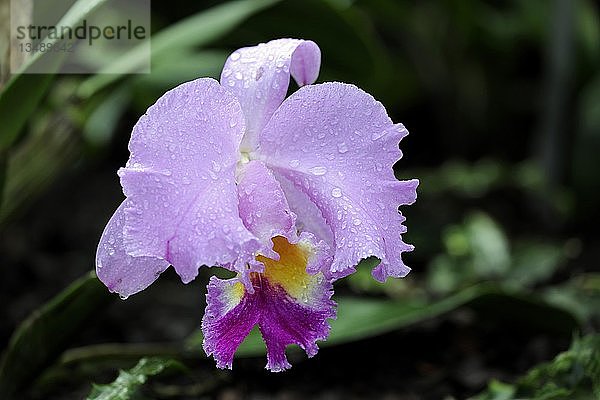 Orchidee (Brassolaeliocattleya spec.)