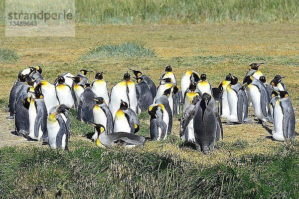 Königspinguine (Aptenodytes patagonicus)  Kolonie an der Bahia Inutil  Parque Pingüino Rey  Porvenir  Provinz Tierra del Fuego  Feuerland  Chile  Südamerika