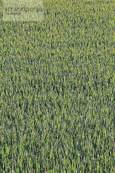 Maisanbau  Blick auf ein Feld mit (Zea mays)  Hintergrundbild  Nordrhein-Westfalen  Deutschland  Europa