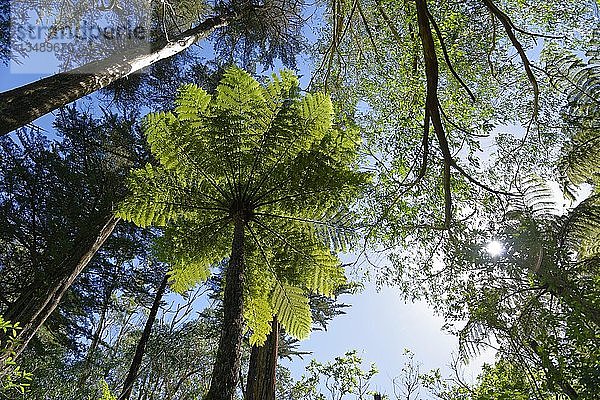 Silberfarn (Cyathea dealbata) im tropischen Regenwald  Whanganui National Park  Nordinsel  Neuseeland  Ozeanien