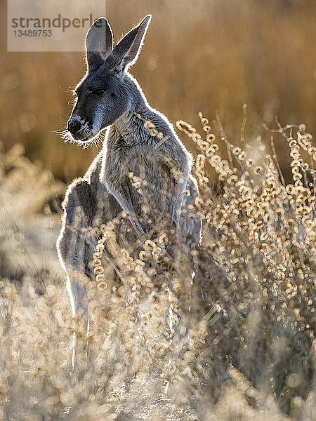 Rotes Känguru (Macropus rufus)  im Gegenlicht  Südaustralien  Australien  Ozeanien