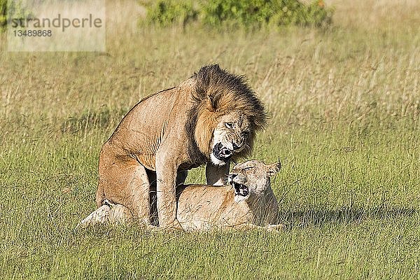 Löwen (Panthera leo)  balzendes Paar  Masai Mara  Bezirk Narok  Kenia  Afrika