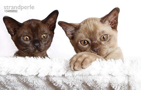 Zwei burmesische Katzen  Kätzchen  10 Wochen  Porträt
