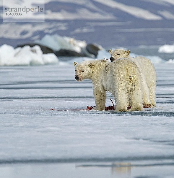 Eisbären (Ursus maritimus)  Jungtiere beim Fressen des Kadavers einer erbeuteten Robbe auf einer Eisscholle  Svalbard  Norwegische Arktis  Norwegen  Europa