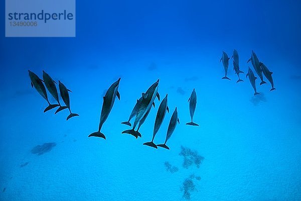 Drei Gruppen von Spinnerdelfinen (Stenella longirostris) schwimmen über Sandboden  Rotes Meer  Sataya Riff  Marsa Alam  Ägypten  Afrika