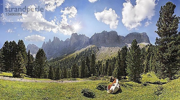 Kuh auf einer Alm mit Bergwald  Blick auf die Geislergruppe  Villnösser Tal  Dolomiten  Südtirol  Italien  Europa