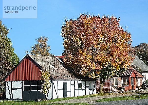 Baum mit Herbstlaub an einem alten Bauernhaus  Tomelilla  Schonen  Schweden  Europa