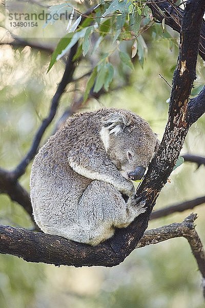 Koala (Phascolarctos cinereus) schlafend auf einem Bambusbaum  Great Otway National Park  Victoria  Australien  Ozeanien