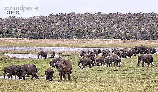 Sri Lankische Elefanten (Elephas maximus maximus) im Minneriya-Nationalpark  Sri Lanka  Asien