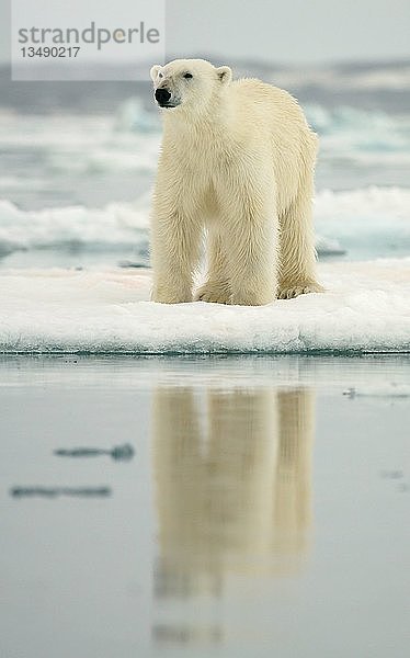 Eisbär (Ursus maritimus) auf einer Eisscholle stehend  Svalbard  Norwegische Arktis  Norwegen  Europa