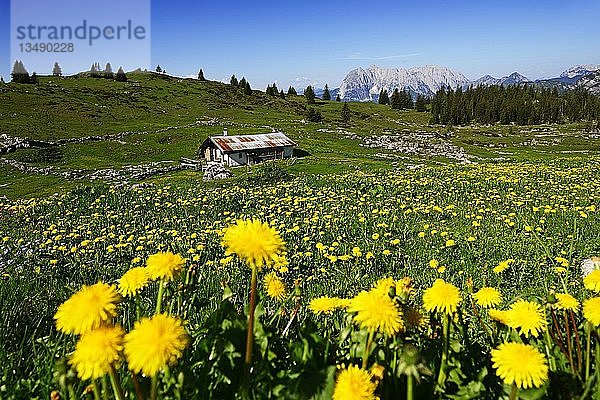 Berghütte auf der Eggenalm  im Hintergrund der Wilde Kaiser (Tirol  Österreich)  Reit im Winkl  Bayern  Deutschland  Europa