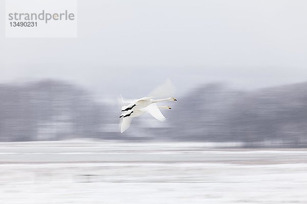 Zwei SingschwÃ?ne (Cygnus cygnus) im Flug im Winter  Bewegungsunscharfe  Provinz Ã-rebro lÃ¤n  Schweden  Europa