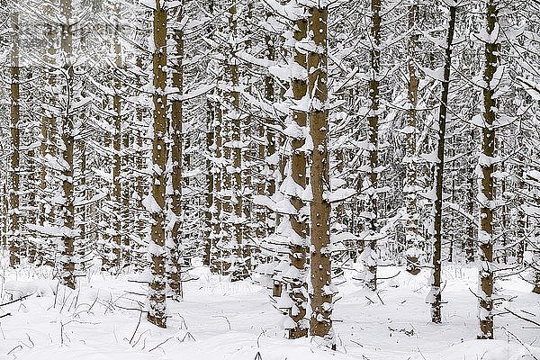 Schneebedeckte Baumstämme im Wald  Fichten (Ficus) mit Schnee  Naturpark Jauerling  Wachau  Niederösterreich  Österreich  Europa