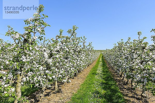 Apfelplantage im FrÃ¼hling  Lauffen am Neckar  Baden-WÃ¼rttemberg  Deutschland  Europa