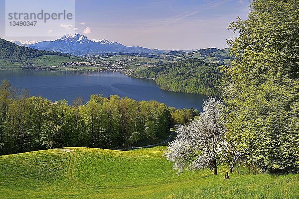 Blick auf den Zugersee und den Pilatus  davor Kirschblüten  Walchwil  Kanton Zug  Schweiz  Europa