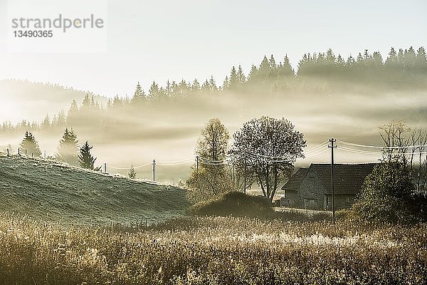 HÃ¼gelige Landschaft im Morgennebel im Herbst  Jostal  Schwarzwald  Baden-WÃ¼rttemberg  Deutschland  Europa