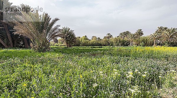 Palmen und blühende Wiese  Oasis Source Bleu  Madkhal Meski  Marokko  Afrika