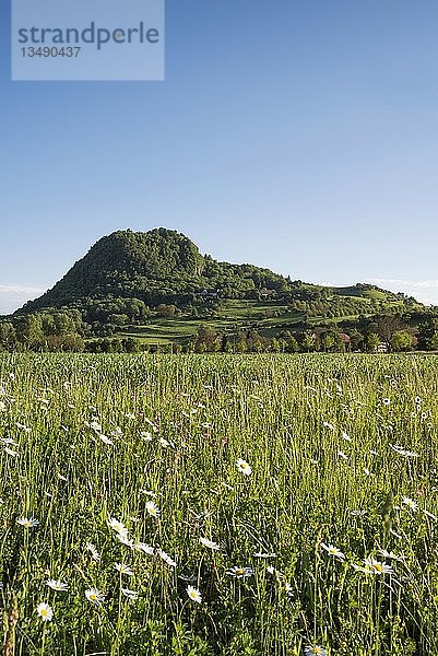 Blumenwiese vor dem Hegauberg Hohentwiel  Konstanz  Hegau  Baden-WÃ¼rttemberg  Deutschland  Europa