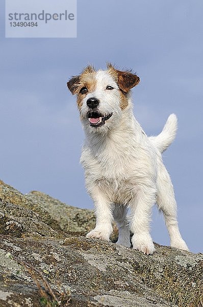 Jack Russell Terrier  braun-weiß  Hündin  aufmerksam auf Felsen stehend  Österreich  Europa