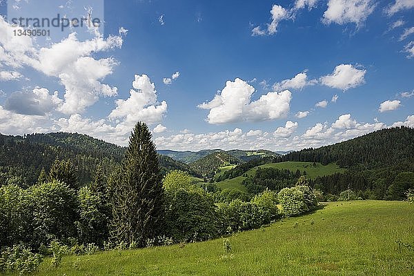 HÃ¼gelige Landschaft mit Wiesen und Wald  Belchen  Kleines Wiesental  SÃ¼dschwarzwald  Schwarzwald  Baden-WÃ¼rttemberg  Deutschland  Europa