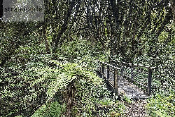 Kleine Brücke entlang des Weges  mit dichtem Moos bewachsene Bäume im Regenwald  Baumfarn (Cyatheales)  Goblin Forest  Egmont National Park  Taranaki  Nordinsel  Neuseeland  Ozeanien