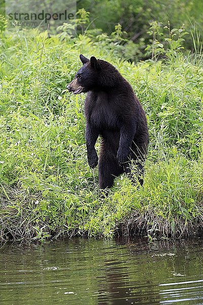 Amerikanischer Schwarzbär (Ursus americanus)  Jungtier am Wasser  wachsam  aufrecht stehend  Pine County  Minnesota  USA  Nordamerika
