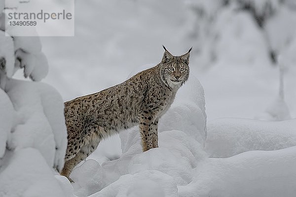 Eurasischer Luchs (Lynx lynx)  Männchen stehend im verschneiten Wald  in Gefangenschaft  Bayerischer Wald  Bayern  Deutschland  Europa
