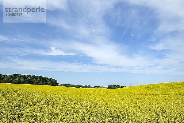 Rapsfeld (Brassica napus)  in voller Blüte  Insel RÃ¼gen  Mecklenburg-Vorpommern  Deutschland  Europa