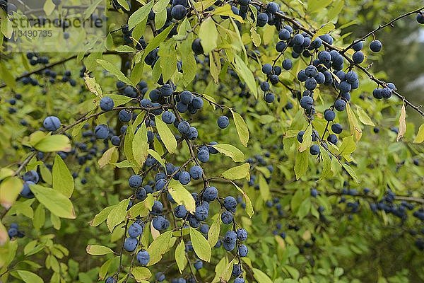 Schlehdorn (Prunus spinosa)  blaue Beeren an Zweigen  Deutschland  Europa