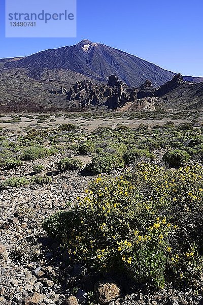 Vulkanische Vegetation  dahinter der Vulkan Teide  Teneriffa  Kanarische Inseln  Spanien  Europa
