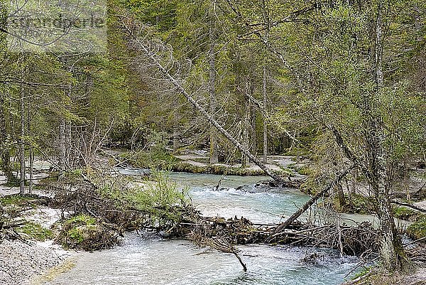 Gebirgsbach Rienz mündet in den Toblacher See  Hohlensteintal  Toblach  Provinz Südtirol  Südtirol  Italien  Europa