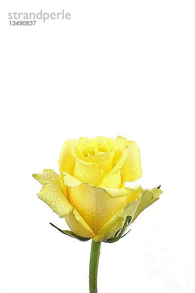 Gelbe Rose (Rosa)  mit Tautropfen