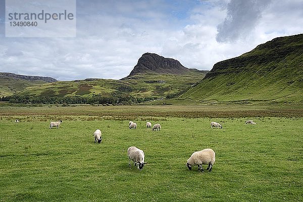 Dalesbred-Schafe  Herdenweide  Isle of Skye  Schottland  Großbritannien