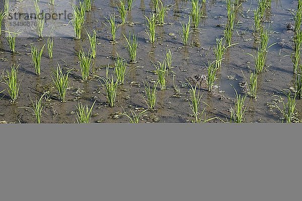 Grünes Reisfeld  Reisanbau  Reispflanze  Indonesien  Asien